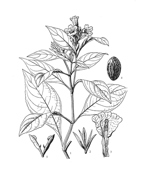 Natural compounds from  Strobilanthes cusia